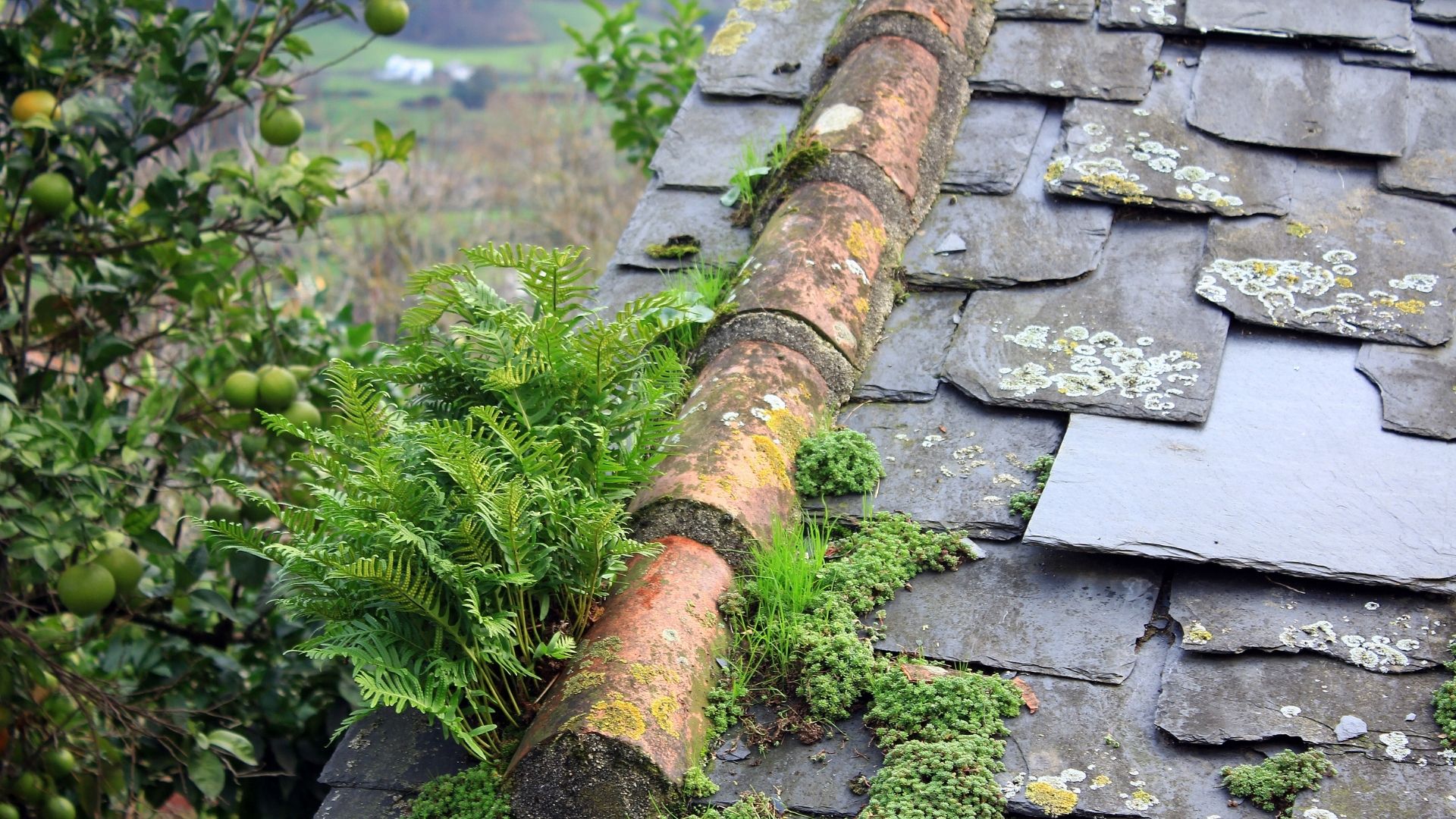 moisture inside roof system causing hidden structural damage