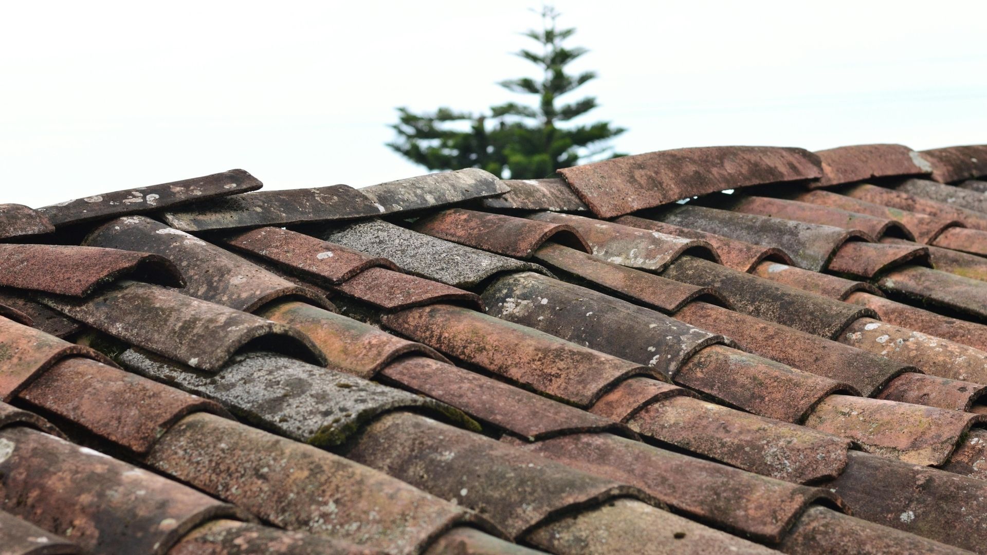 roof repair near me warning signs on damaged roof